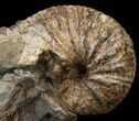 Hoploscaphites Nodosus Ammonite - Nice Display #44027-1